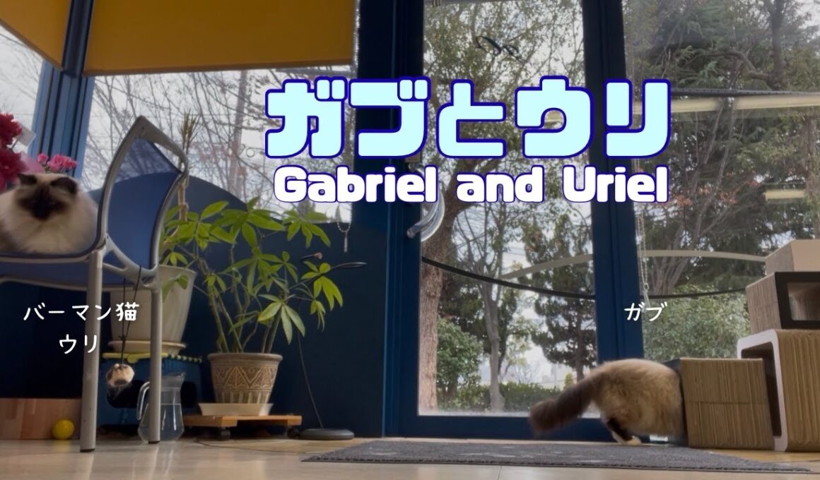 バーマン猫ガブとウリ【ガブとウリ】Gabriel and Uriel（バーマン猫）Birman/Cat