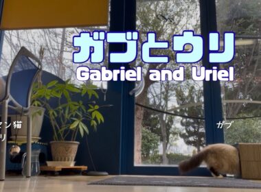 バーマン猫ガブとウリ【ガブとウリ】Gabriel and Uriel（バーマン猫）Birman/Cat
