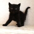 セルカークレックス子猫　Selkirk Rex　2025.12.4産まれ　　ブラック　黒猫　巻き毛　男の子　シーダキャット猫のお店