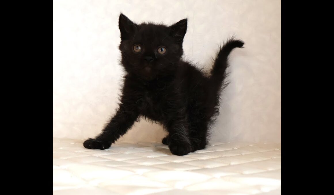 セルカークレックス子猫　Selkirk Rex　2025.12.4産まれ　　ブラック　黒猫　巻き毛　男の子　シーダキャット猫のお店