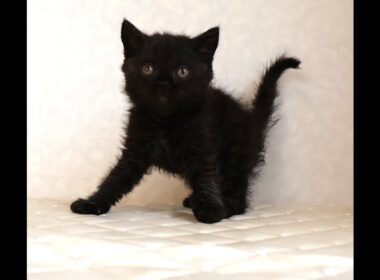 セルカークレックス子猫　Selkirk Rex　2025.12.4産まれ　　ブラック　黒猫　巻き毛　男の子　シーダキャット猫のお店