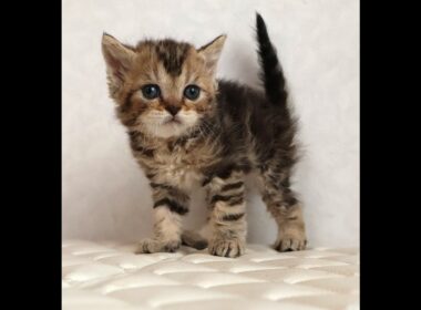 セルカークレックス子猫　Selkirk Rex　2025.12.16産まれ　　ブラウンタビー　巻き毛　男の子　シーダキャット猫のお店
