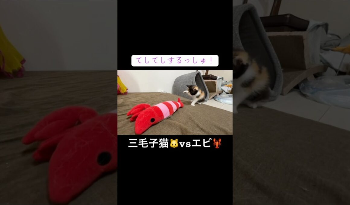 死闘！？三毛子猫🐱vsエビ🦐   #cat #kitten #猫 #子猫 #ねこ #こねこ #保護猫  #shorts  #猫のいる暮らし