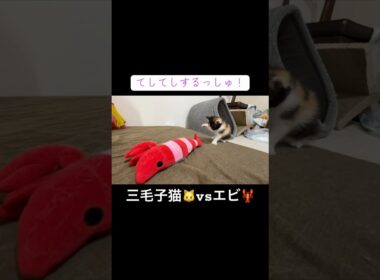 死闘！？三毛子猫🐱vsエビ🦐   #cat #kitten #猫 #子猫 #ねこ #こねこ #保護猫  #shorts  #猫のいる暮らし