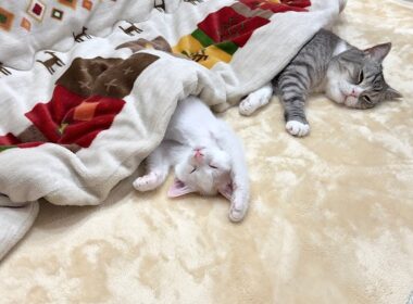 生まれて初めてこたつを知った子猫が極楽すぎてこうなっちゃいました…笑