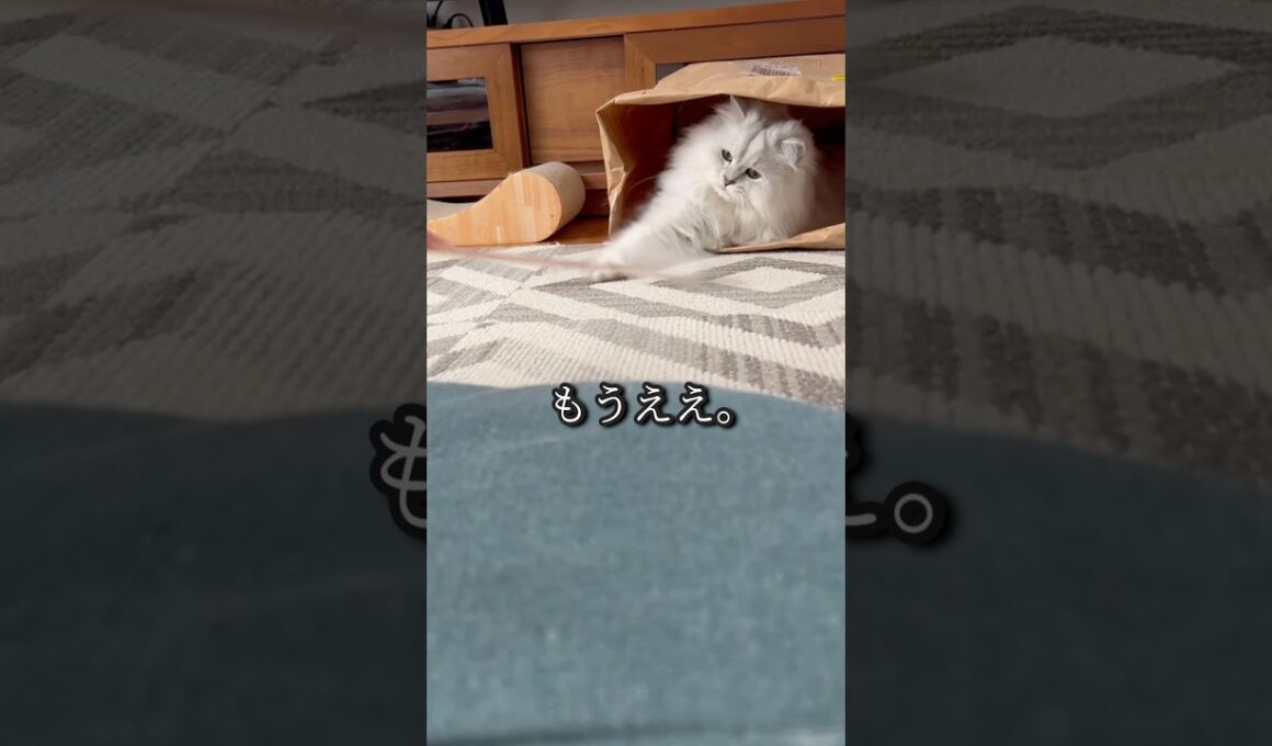 紙袋の中からツッコミ猫#ペルシャ#チンチラ#猫#ねこ #猫のいる暮らし #癒し #いやし#cat  #ふわふわ #野良猫 #キジトラ