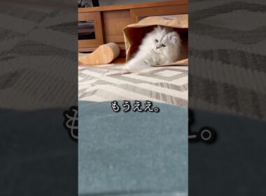 紙袋の中からツッコミ猫#ペルシャ#チンチラ#猫#ねこ #猫のいる暮らし #癒し #いやし#cat  #ふわふわ #野良猫 #キジトラ