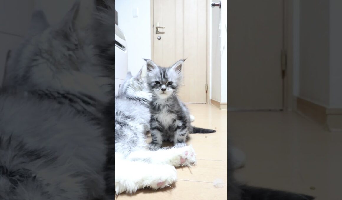 生後43日メインクーンの赤ちゃんリッチ君