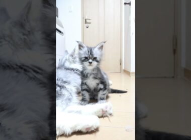 生後43日メインクーンの赤ちゃんリッチ君