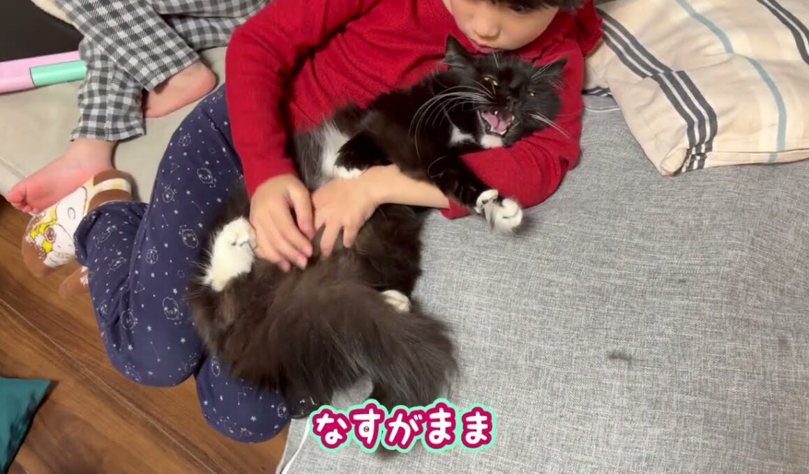 抱っこされながらも甘える猫　サイベリアン