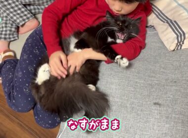 抱っこされながらも甘える猫　サイベリアン