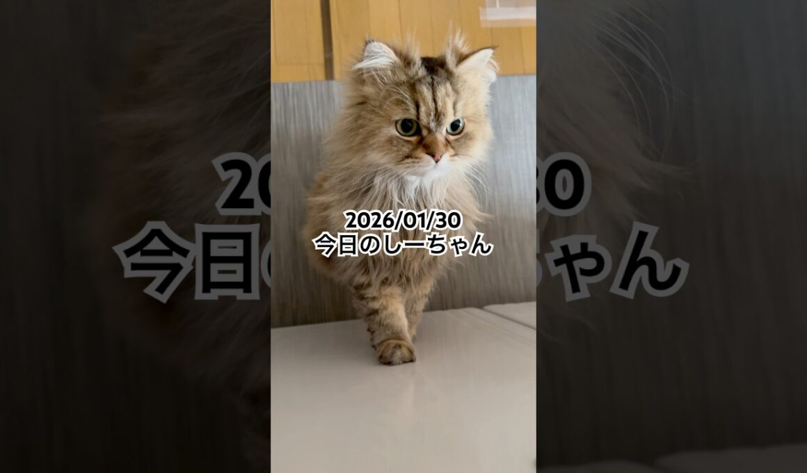 2026/01/30今日のしーちゃん #猫 #ペルシャ #シエル #cat #猫のいる暮らし