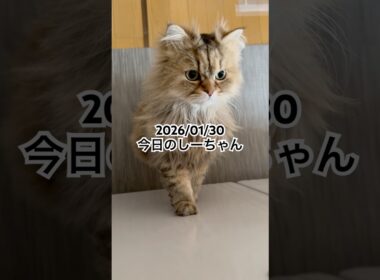 2026/01/30今日のしーちゃん #猫 #ペルシャ #シエル #cat #猫のいる暮らし