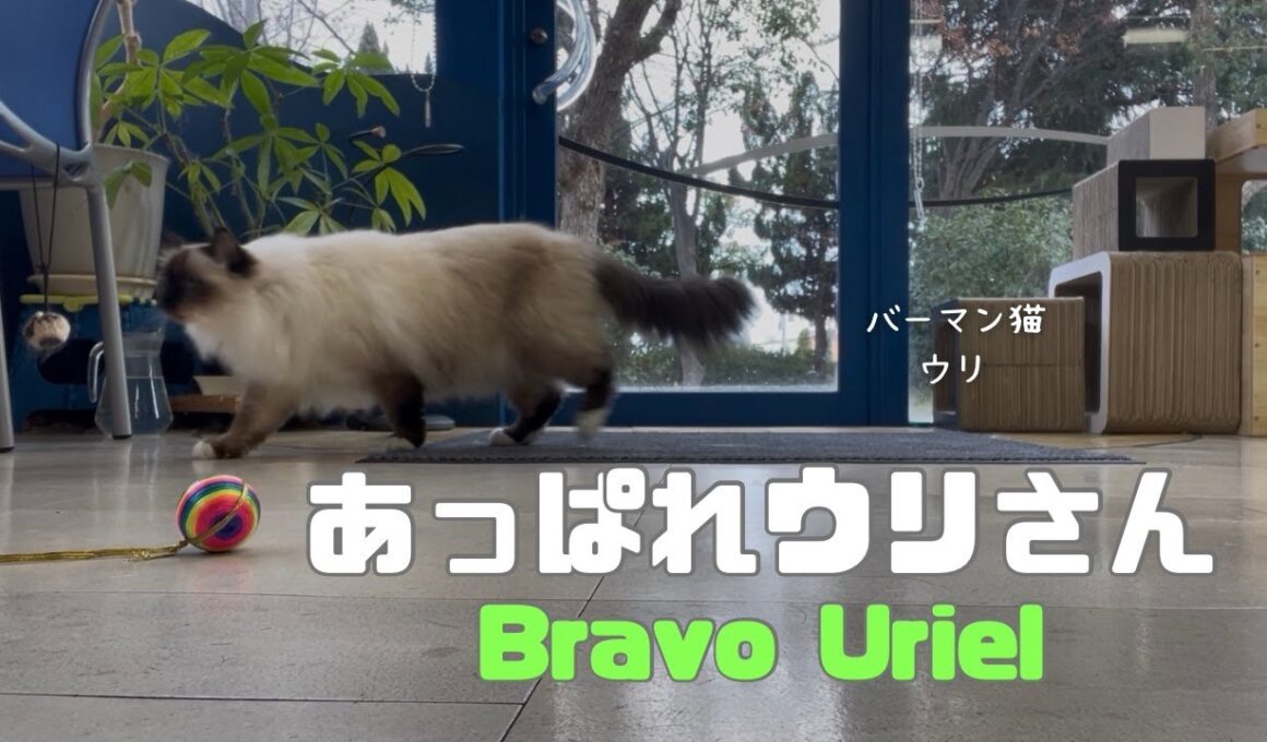 バーマン猫ウリ【あっぱれウリさん】Bravo Uriel（バーマン猫）Birman/Cat
