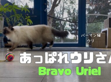 バーマン猫ウリ【あっぱれウリさん】Bravo Uriel（バーマン猫）Birman/Cat