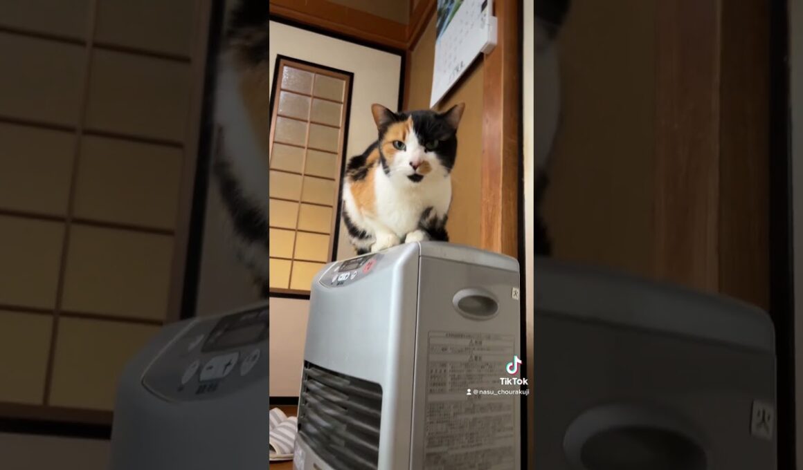 ひーちゃんお返事上手！