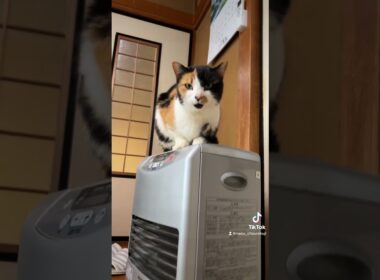 ひーちゃんお返事上手！