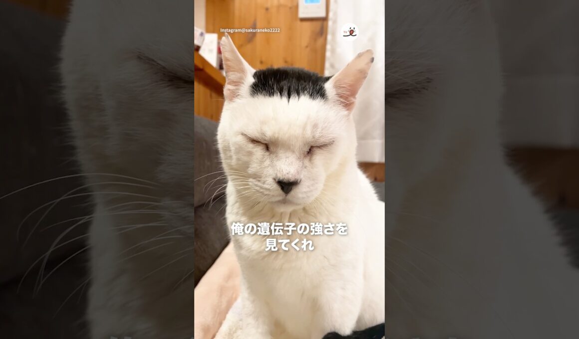 遺伝子の強さよ｜PECO