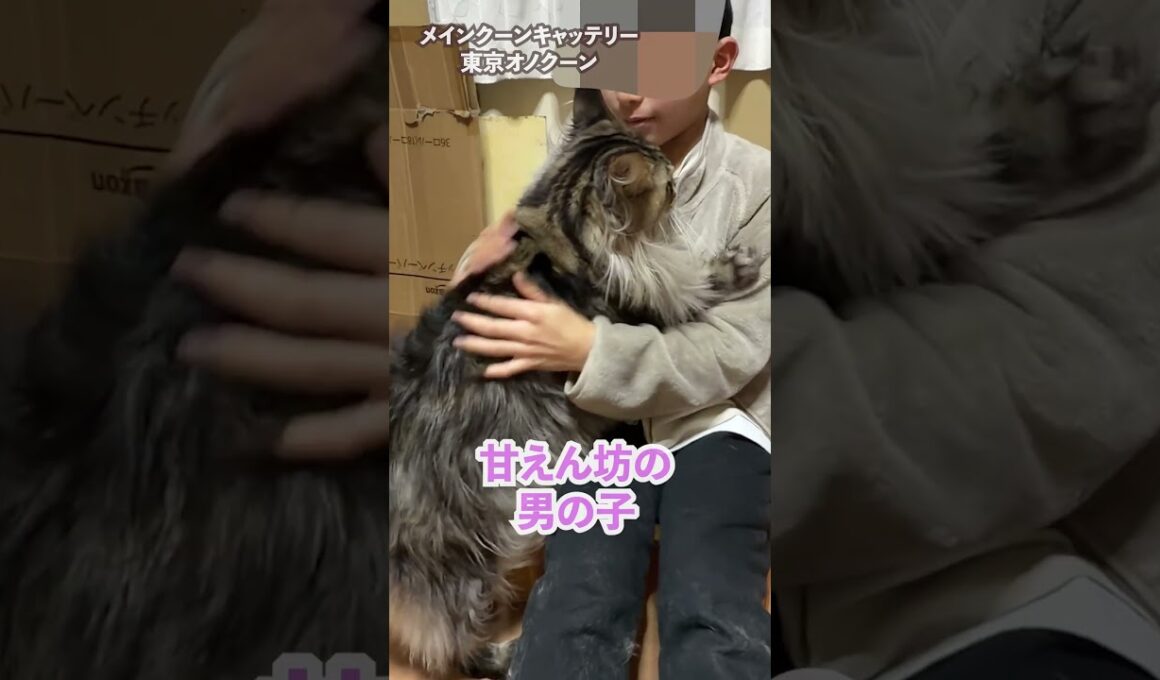 ハグして攻撃❤️フレンドリーな大型猫メインクーン#short