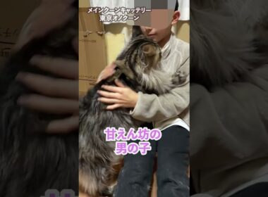 ハグして攻撃❤️フレンドリーな大型猫メインクーン#short