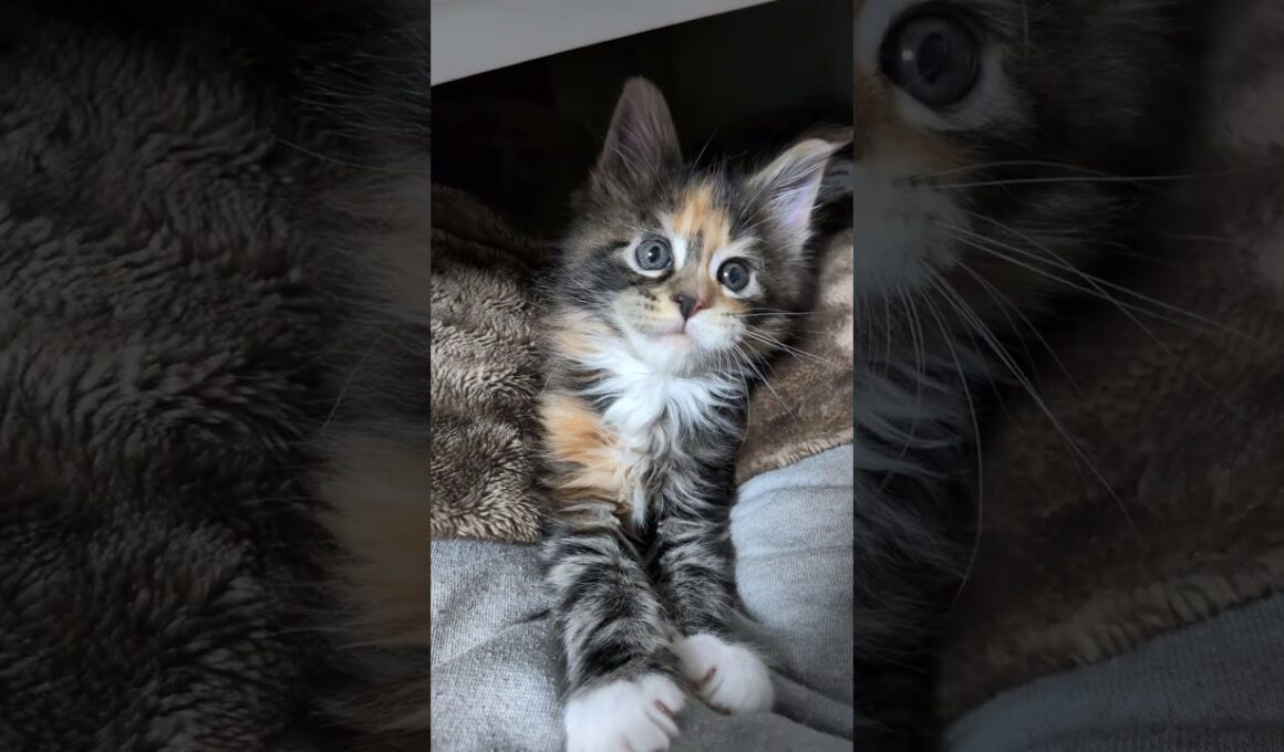 メインクーンの赤ちゃんが登って来たよ