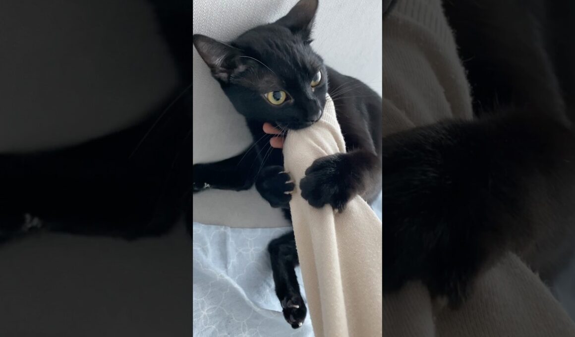 たたかう黒猫ボンベイ　#cat #ねこ #ねこ動画 #ねこのいる暮らし #ねこのいる生活 #猫 #猫好きさんと繋がりたい #かわいい #癒やし #にゃんプロ