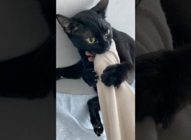 たたかう黒猫ボンベイ　#cat #ねこ #ねこ動画 #ねこのいる暮らし #ねこのいる生活 #猫 #猫好きさんと繋がりたい #かわいい #癒やし #にゃんプロ