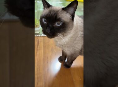 いつものシャム猫のふくさん【たぬき猫】 #shorts  #猫のいる暮らし #cat #ねこ #しゃむねこ#cute