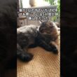 【ショート動画250日連続投稿】猫が1日の中でいちばん幸せを感じている5分間が想像以上だった　 #猫 #雑学 #ねこ #猫のいる生活 #猫好き #猫の雑学 #ネコ #名もなき風景 #cat