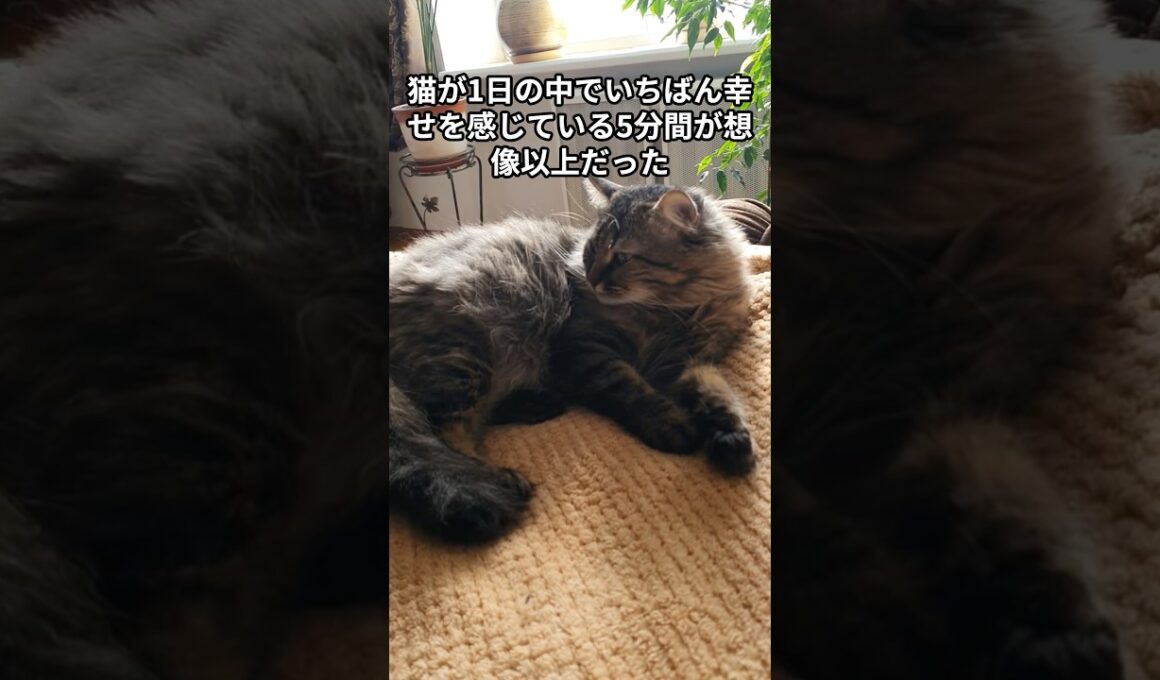 【ショート動画250日連続投稿】猫が1日の中でいちばん幸せを感じている5分間が想像以上だった　 #猫 #雑学 #ねこ #猫のいる生活 #猫好き #猫の雑学 #ネコ #名もなき風景 #cat