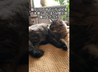【ショート動画250日連続投稿】猫が1日の中でいちばん幸せを感じている5分間が想像以上だった　 #猫 #雑学 #ねこ #猫のいる生活 #猫好き #猫の雑学 #ネコ #名もなき風景 #cat