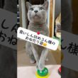 【ロシアンブルー】食いしん坊めろんのいつも通りのおねだり姿をどうぞ🤗【猫】#shorts