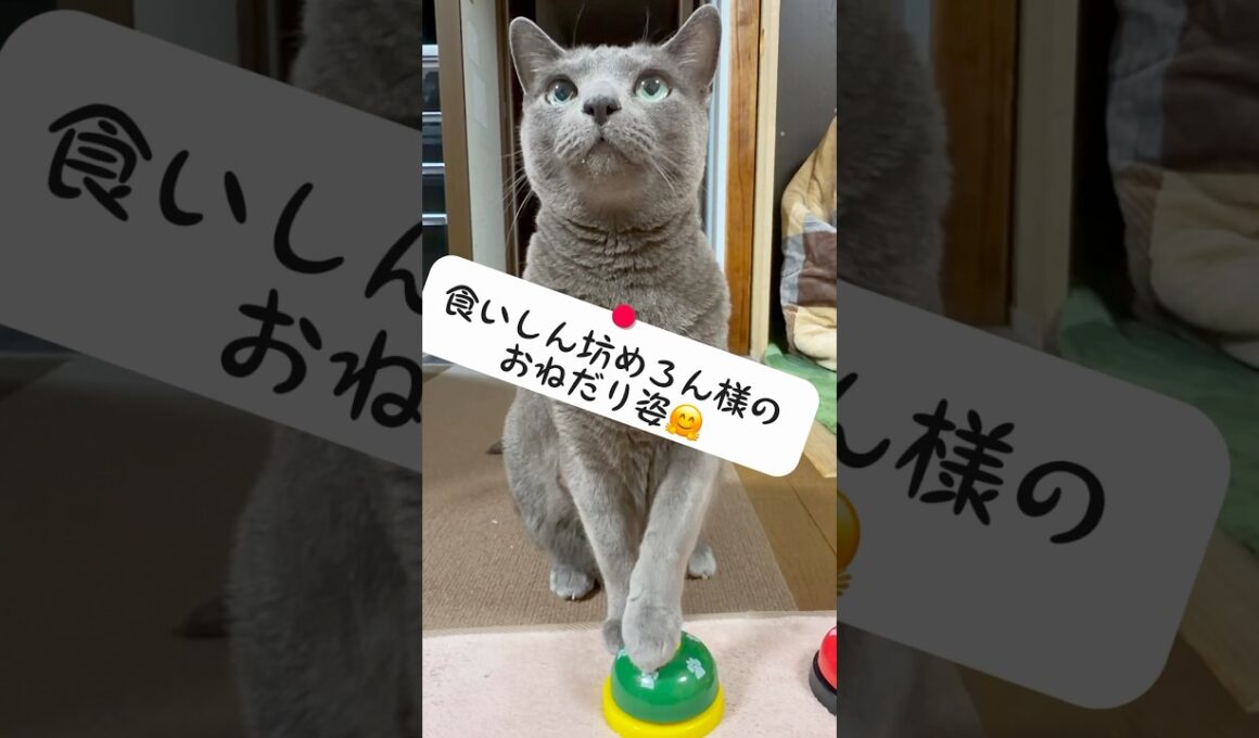【ロシアンブルー】食いしん坊めろんのいつも通りのおねだり姿をどうぞ🤗【猫】#shorts