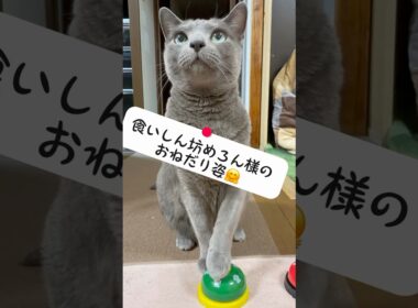 【ロシアンブルー】食いしん坊めろんのいつも通りのおねだり姿をどうぞ🤗【猫】#shorts