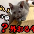 どうする？どうなる？ケージから飛び出したビビり子猫…