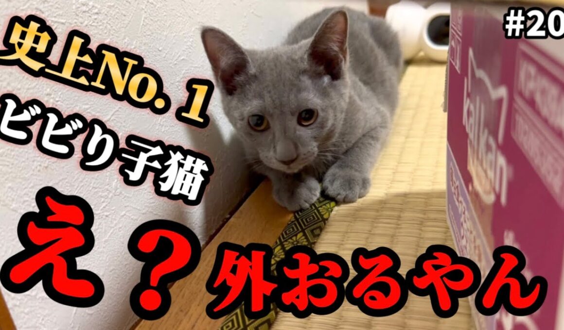 どうする？どうなる？ケージから飛び出したビビり子猫…