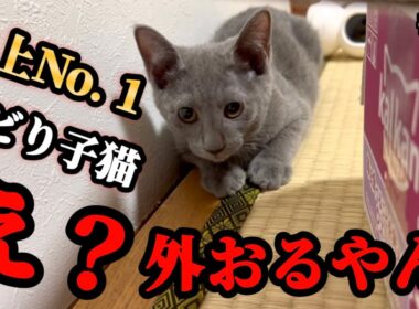 どうする？どうなる？ケージから飛び出したビビり子猫…