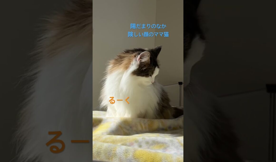 #ノル猫5にゃんねる #ノルウェージャンフォレストキャット のるねこ #cats #cat #pets #猫のいる暮らし