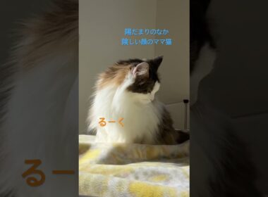 #ノル猫5にゃんねる #ノルウェージャンフォレストキャット のるねこ #cats #cat #pets #猫のいる暮らし