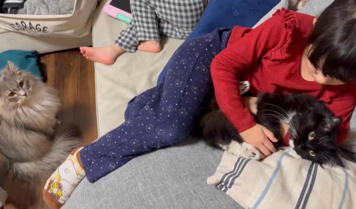 甘える先輩猫を見つめ、学ぶ猫　ラガマフィン　サイベリアンA cat learning how to be affectionate. Ragamuffin. Siberian