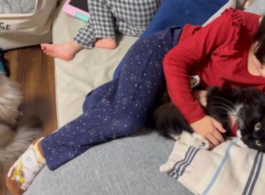 甘える先輩猫を見つめ、学ぶ猫　ラガマフィン　サイベリアンA cat learning how to be affectionate. Ragamuffin. Siberian