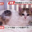 【にこねこ速報】寒い中がんばったね...怖がりの三毛ちゃんがご入園しました