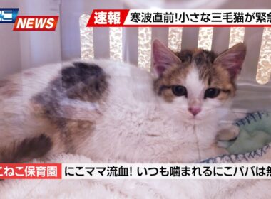 【にこねこ速報】寒い中がんばったね...怖がりの三毛ちゃんがご入園しました