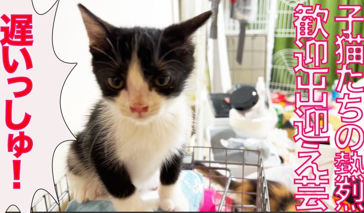 保護子猫たち、熱烈な出迎え芸を披露する Welcoming the Kitties