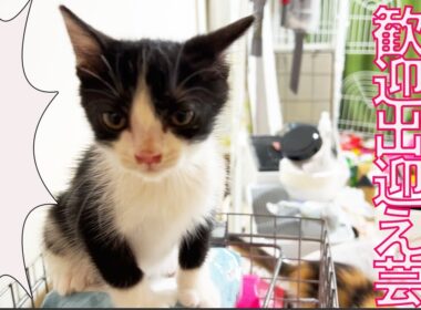 保護子猫たち、熱烈な出迎え芸を披露する Welcoming the Kitties