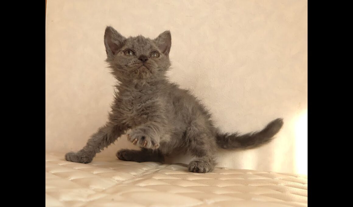 セルカークレックス子猫　Selkirk Rex　2025.12.4産まれ　ブルー　巻き毛　女の子　シーダキャット猫のお店