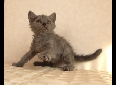 セルカークレックス子猫　Selkirk Rex　2025.12.4産まれ　ブルー　巻き毛　女の子　シーダキャット猫のお店