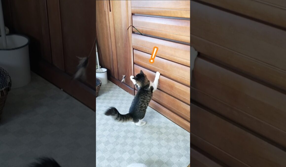 楽しすぎて‼️ぴょんぴょんぴょん❤ #shorts #cat #猫 #cute #子猫 #レオンとシオン