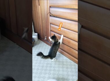 楽しすぎて‼️ぴょんぴょんぴょん❤ #shorts #cat #猫 #cute #子猫 #レオンとシオン