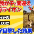 【2ch動物スレ】子猫を我が子と勘違いして連れていく母ライオン→母猫に見つかった結果